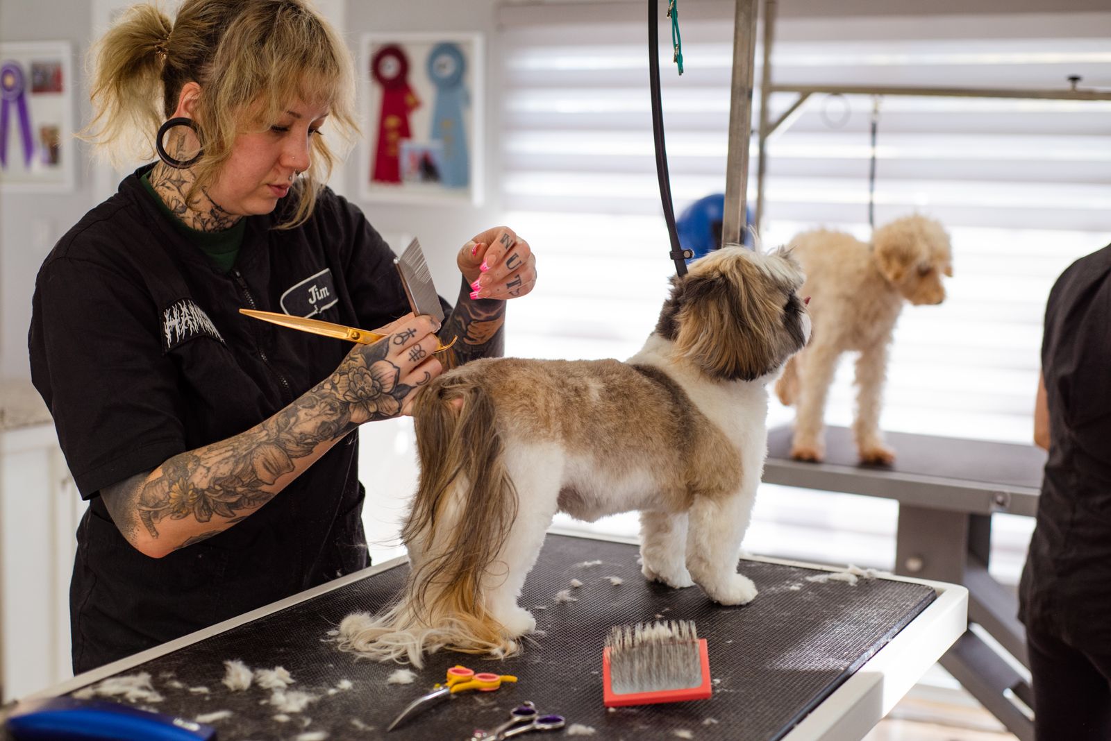 Coiffeur professionnel de chien coiffant un petit chien dans un salon de toilettage